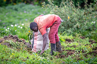 Potato fields on small farms near Volcanos National Park, Rwanda