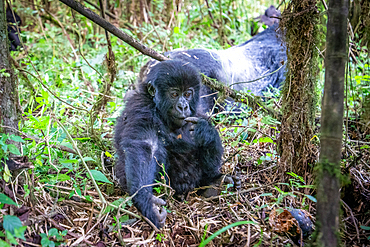 An adolescent Mountain Gorilla (Gorilla beringei beringei) of the Muhoza group, in Volcanoes National Park, Virunga mountain range, Rwanda