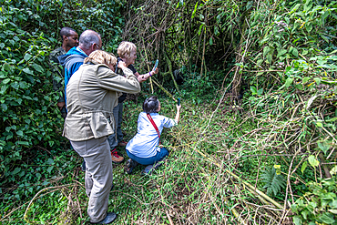 Tourist take pictures of Mountain Gorillas (Gorilla beringei beringei) of the Muhoza group, in Volcanoes National Park, Virunga mountain range, Rwanda .