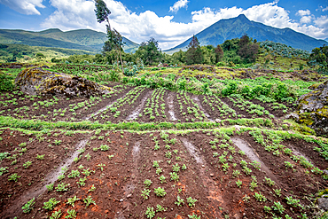 Potato fields on small farms near Volcanos National Park, Rwanda