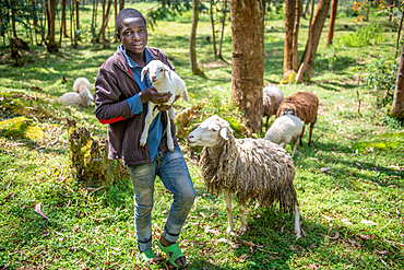 A young boy holds up lamb from his flocks sheep in Eucalyptus grove, Kinigi, Rwanda.