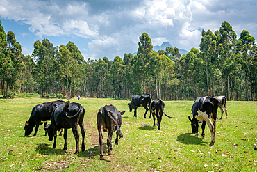 Cattle grazing in open field on edge of Eucalyptus grove, Kinigi, Rwanda