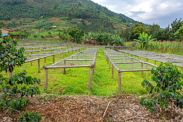 Rows of coffee drying racks sit side-by-side in field in Rwanda