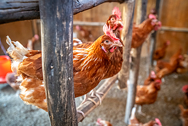 Chickens sitting within their coop, Debre Berhan, Ethiopia.