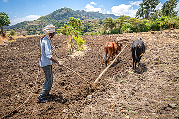 An Ethiopian farmer uses a cattle drawn plough to tend to his fields, Debre Berhan, Ethiopia.