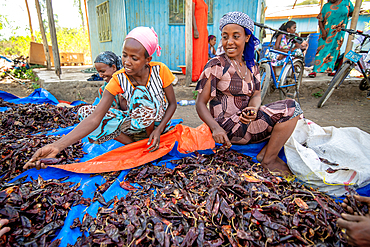 Woman sit together and sort through dried red chili peppers at outdoor market, Debre Berhan, Ethiopia