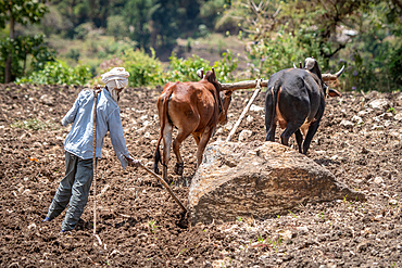 An Ethiopian farmer uses a cattle drawn plough to tend to his fields, Debre Berhan, Ethiopia.