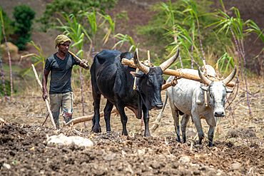 An Ethiopian farmer uses a cattle drawn plough to tend to his fields, Debre Berhan, Ethiopia.