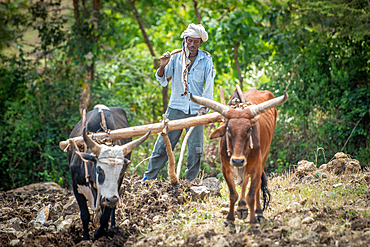 An Ethiopian farmer uses a cattle drawn plough to tend to his fields, Debre Berhan, Ethiopia.