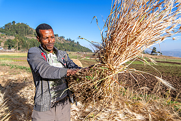 A man harvesting barley near Ankober, Ethiopia.