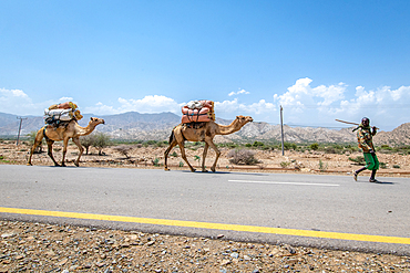 A man leads camels who carry goods in Danakil Depression, Ethiopia