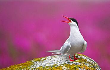 Arctic Tern (Sterna paradisaea) on Hudson Bay, Churchill, Manitoba, Canada. Arctic Terns nest commonly in Northern Manitoba, Nunavut, and the Northwest territories. They defend their nests and young very aggressively against all predators and threats including humans.