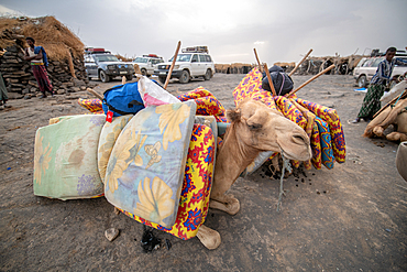 Camels resting at a campsite at Erta Ale Volcano, a continuously active basaltic shield volcano and lava lake in the Afar Region of Ethiopia