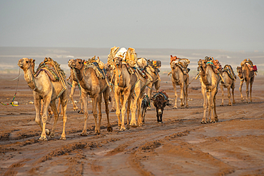 A caravan of camels (Camelus) in the Danakil Depression, Ethiopia