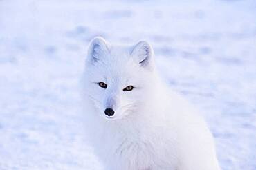 Arctic Fox (Vulpes lagopus) at Seal River Lodge, coastal Hudson Bay, Churchill, MB, Canada