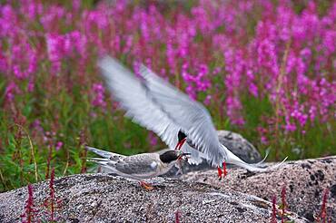 Arctic Tern (Sterna paradisaea) on Hudson Bay, Churchill, Manitoba, Canada. Arctic Terns nest commonly in Northern Manitoba, Nunavut, and the Northwest territories. They defend their nests and young very aggressively against all predators and threats including humans.