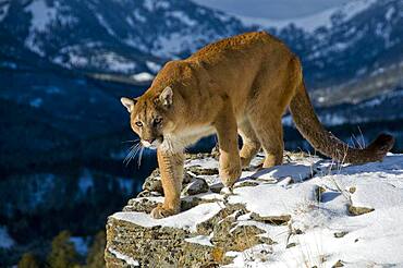 Mountain Lions in the mountains of Montana, United States