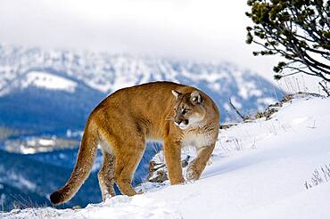 Mountain Lions in the mountains of Montana, United States