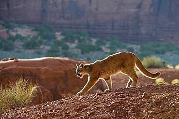 Mountain Lions in the mountains of Montana, United States