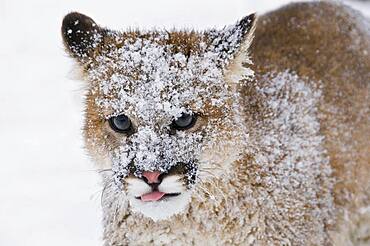 Mountain Lions in the mountains of Montana, United States