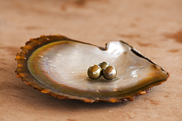 Pearls on oyster shell at Civa Fiji Pearls Ltd., Taveuni, Fiji.