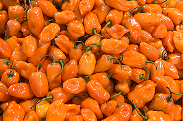 Habanero chiles at Mercado Pino Suarez, Old Town Mazatlan, Mexico.