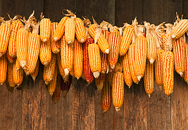 Ears of corn drying; Sridongyen Lisu village, Chiang Mai Province, Thailand