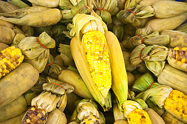 Fresh corn on the cob for sale in Chatuchak Weekend Market food vendor stall; Bangkok, Thailand.