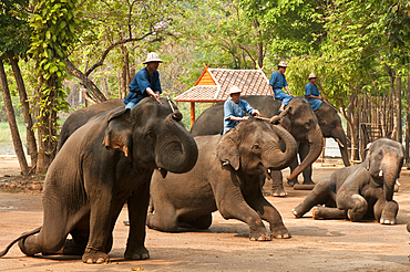 Elephants performing in show at the National Thai Elephant Conservation Center; Lampang, Chiang Mai Province, Thailand.