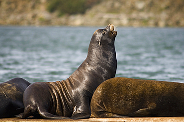 California Sea Lions on dock at Gold Beach; southern Oregon coast..