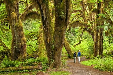 Bigleaf maple trees, Hall of Mosses Trail, Hoh Rainforest, Olympic National Park, Washington.