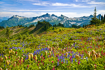 Wildflowers in meadow and view to Tatoosh Range from Skyline Trail in Paradise area; Mount Rainier National Park, Washington.