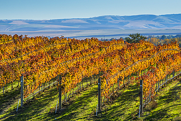 Rows of wine grape vines at Waters Vineyards; Walla Walla, Washington.