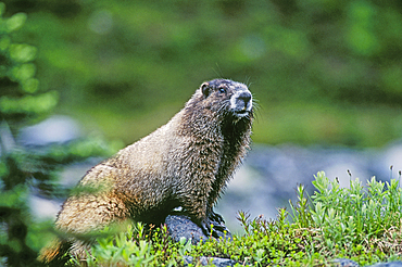 Hoary Marmot (Marmata caligata). Mount Rainier National Park, Washington. .