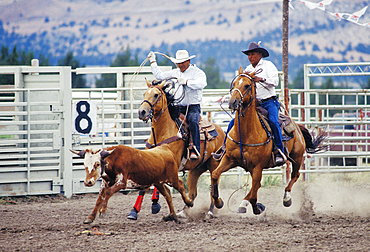 Cowboys in calf roping event at Pi-Ume-Sha Treaty Days Celebration all-Indian rodeo; Warm Springs Indian Reservation, central Oregon.