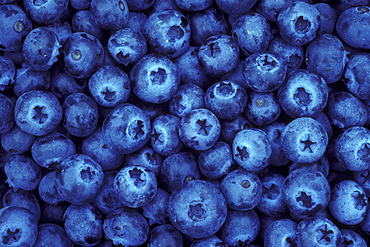 Blueberries from U-Pick farm; Alvadore, Willamette Valley, Oregon. .