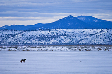 Coyote walking across snow-covered field; Lower Klamath National Wildlife Refuge, California.