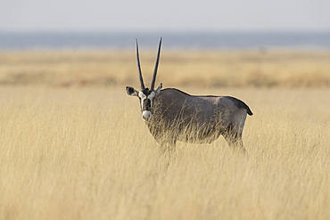 An Oryx in Etosha national park, Namibia