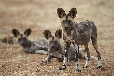 African wild dogs (lycaon pictus) in Erindi private game reserve, Namibia