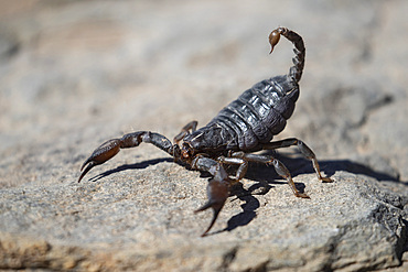 A hairy thick-tailed scorpion, (Parabuthus villosus) in the desert, Namibia