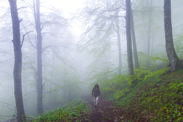 Beechwood in the mist. Urbasa mountain range. Navarre, Spain, Europe