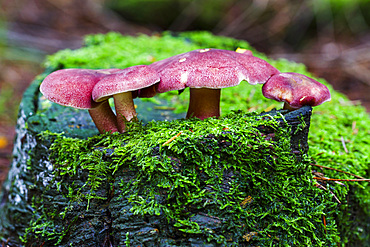 Plums and Custard or Red-haired agaric (Tricholomopsis rutilans) mushrooms. Gorbea Natural Park. Alava, Spain, Europe