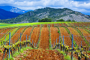 Vineyard. Ayegui, Estella comarca, Navarra, Spain, Europe