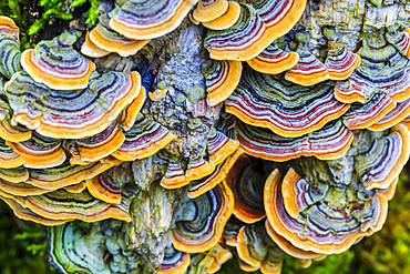 Turkey tail mushroom (Trametes versicolor). Otsaportillo route. Urbasa-Andia Natural Park. Navarre, Spain, Europe