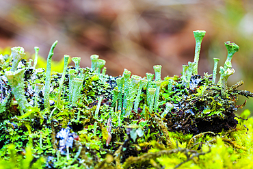 Cladonia lichen (Cladonia sp.). Otsaportillo route. Urbasa-Andia Natural Park. Navarre, Spain, Europe