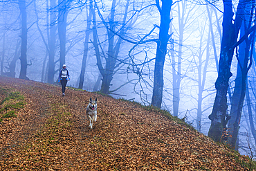 Woman with a dog in a beechwood. Se√±orio de Bertiz Natural Park. Navarre, Spain, Europe