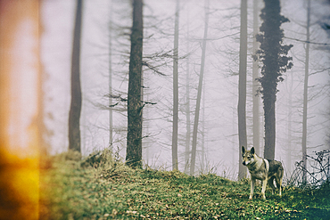 Wolf dog in a beechwood. Se√±orio de Bertiz Natural Park. Navarre, Spain, Europe