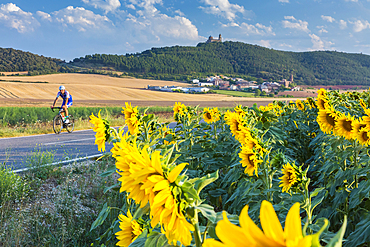 Cyclist and sunflowers crop, Sorlada village and San Gregorio monastry. Tierra Estella. Navarre, Spain, Europe