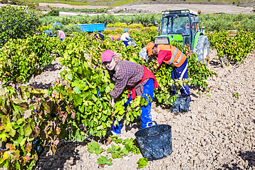 Grape harvest. Bargota, Navarre, Spain, Europe