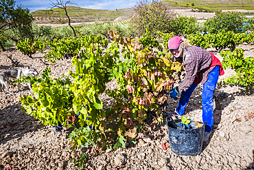 Grape harvest. Bargota, Navarre, Spain, Europe